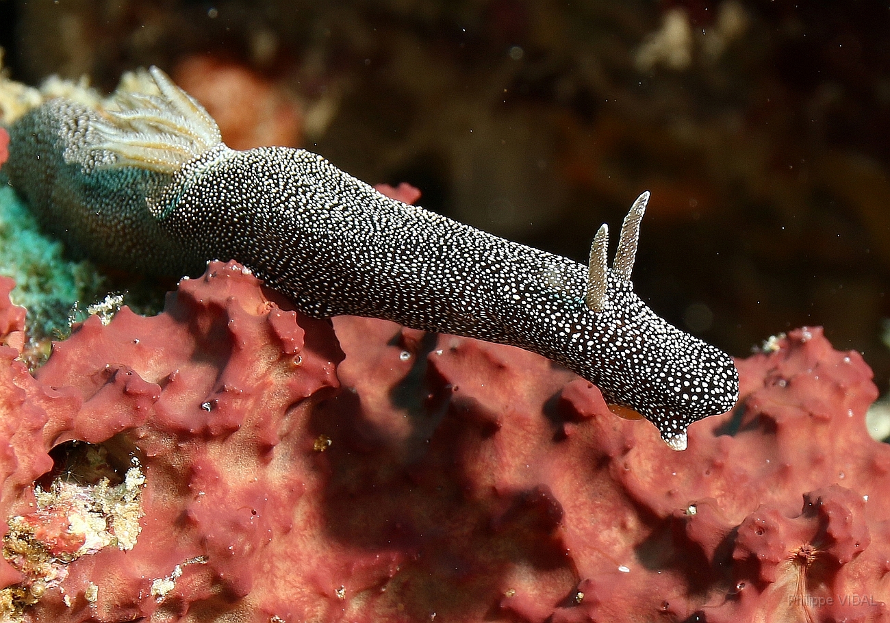 Raja Ampat 2016 - Glossodoris stellatus - Glarry Glossodoris - Nudibranche - IMG_5546_rc.jpg